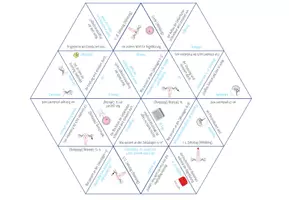 Vorschau - Spiele - Hormone im Menstruationszyklus – Dreieck Domino Spiel - Seite 2