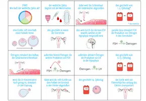 Vorschau - Spiele - Menstruationszyklus – Sortierspiel - Seite 2