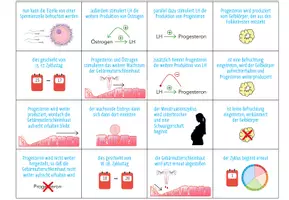 Vorschau - Spiele - Menstruationszyklus – Sortierspiel - Seite 3