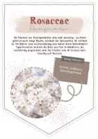 Vorschau - Anderer Materialtyp - Wimpel Pflanzenfamilien - Deko für den Bioraum! - Seite 2