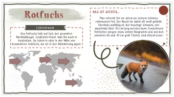 Vorschau - Anderer Materialtyp - Tiere der Welt / Steckbriefe - Deko für den Bioraum! - Seite 1