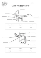 Vista previa - Hojas de trabajo - Brown Owl - Body Parts Worksheet and Quiz - página 1