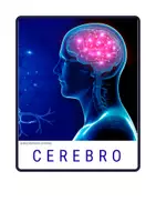 Vista previa - Tarjetas / Manipulativos - Tarjetas de vocabulario de los órganos del cuerpo reales - Portada