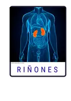 Vista previa - Tarjetas / Manipulativos - Tarjetas de vocabulario de los órganos del cuerpo reales - página 3