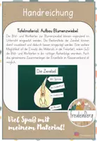 Vorschau - Präsentationen/Tafelbilder - Tafelmaterial - Die Blumenzwiebel - Frühblüher - Seite 2