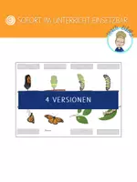 Vorschau - Arbeitsblätter - Faltheft | Faltbuch Metamorphose Schmetterling (4 Versionen) - Seite 1