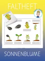 Vorschau - Arbeitsblätter - 4 Falthefte/Faltbücher: Metamorphose Schmetterling | Metamorphose Frosch | Lebenskreislauf Apfel | Lebenskreislauf Sonnenblume - Seite 1