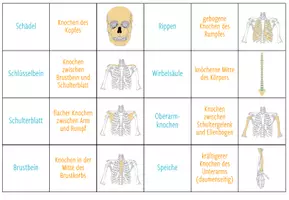 Vorschau - Spiele - Knochen und Skelett - Zuordnungsspiel / Paare Finden Spiel - Seite 1