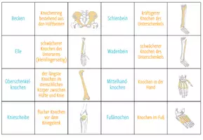 Vorschau - Spiele - Knochen und Skelett - Zuordnungsspiel / Paare Finden Spiel - Seite 2
