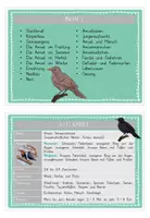 Vorschau - Bildkarten - Wie lebt die Amsel? - Wissenskartei - Seite 3
