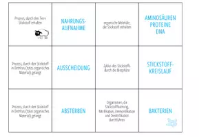 Vorschau - Spiele - Stickstoffkreislauf – Zuordnungsaktivität / Paare Finden Spiel - Seite 3