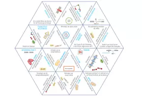 Vorschau - Spiele - Dissimilation: aerobe Zellatmung – Dreieck Domino Spiel (Abitur) - Seite 2