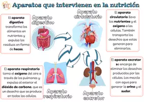 Vista previa - Hojas de trabajo - Aparatos que intervienen en la nutrición - página 1
