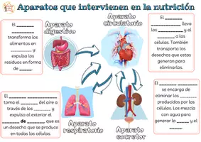 Vista previa - Hojas de trabajo - Aparatos que intervienen en la nutrición - página 2