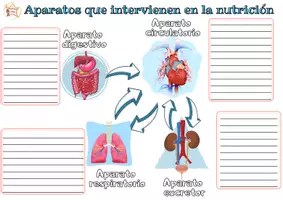 Vista previa - Hojas de trabajo - Aparatos que intervienen en la nutrición - página 3