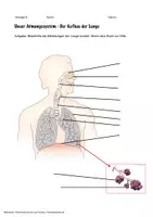 Vorschau - Arbeitsblätter - Biologie: Atmungssystem - Beschriftung der Lunge - Deckblatt