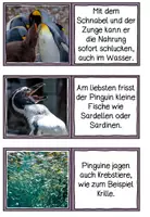 Vorschau - Stationenlernen - Pinguin Nahrung Domino - Seite 3