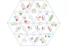 Vorschau - Spiele - Wichtige Moleküle in der Biochemie – Dreieck Domino Spiel / Puzzle (Abitur) - Seite 1