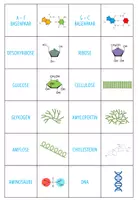 Vorschau - Spiele - Wichtige Moleküle in der Biochemie – Zuordnungsaktivität / Paare Finden Spiel (Abitur) - Seite 1