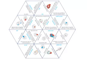 Vorschau - Spiele - Herz Anatomie – Dreieck Domino Spiel - Seite 1