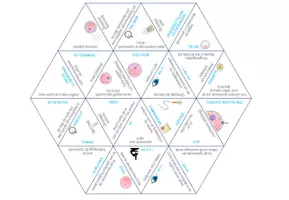 Vorschau - Spiele - Eizellen und Spermienzellen – Dreieck Domino Spiel - Seite 1