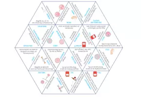 Vorschau - Spiele - Entwicklung von Embryo und Fötus – Dreieck Domino Spiel - Seite 1