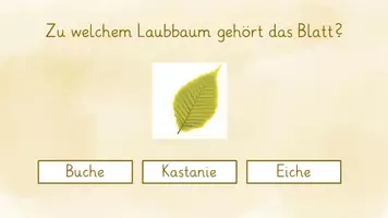 Vorschau - Präsentationen/Tafelbilder - Laubbäume - Interaktives Quiz - Seite 2