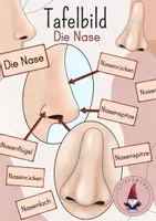 Vorschau - Stundenentwürfe - XL Materialpaket Die Nase/ Geruchssinn - Seite 1