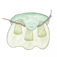 Vista previa - Manualidades / Dibujos para colorear - Cliparts Gráficos: Célula animal y vegetal, orgánulos celulares - página 2