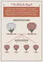 Vorschau - Poster - Klassenraum-Deko / Übersicht: Mendelsche Regeln - Seite 2