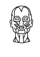 Vista previa - Manualidades / Dibujos para colorear - Aparato locomotor: modelos anatómicos del esqueleto y los músculos - página 3