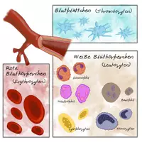 Vista previa - Decoración del aula - Cliparts Gráficos: sangre, glóbulos - página 3