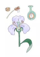 Vista previa - Manualidades / Dibujos para colorear - Cliparts Gráficos: Planta floreciendo - página 2