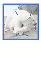 Vorschau - Arbeitsblätter - Polartiere - der Eisbär - Seite 1
