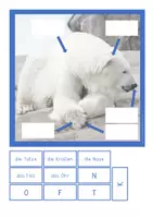 Vorschau - Arbeitsblätter - Polartiere - der Eisbär - Seite 2