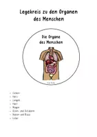 Vorschau - Bildkarten - Legekreis Organe des Menschen - Seite 2