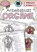Vorschau - Arbeitsblätter - Organe beschriften | differenziertes Arbeitsblatt - Deckblatt