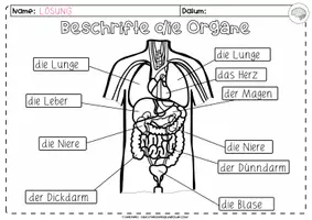 Vorschau - Arbeitsblätter - Organe beschriften | differenziertes Arbeitsblatt - Seite 3