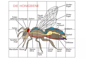 Vorschau - Arbeitsblätter - Aufbau der Biene – Puzzle - Seite 2