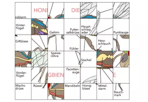 Vorschau - Arbeitsblätter - Aufbau der Biene – Puzzle - Seite 3