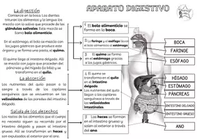 Vista previa - Hojas de trabajo - APARATO DIGESTIVO - página 1