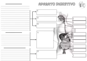 Vista previa - Hojas de trabajo - APARATO DIGESTIVO - página 3