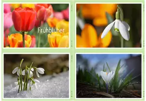 Vorschau - Bildkarten - Fotos - Frühblüher - Deckblatt