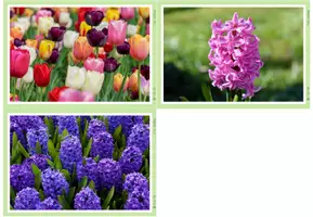 Vorschau - Bildkarten - Fotos - Frühblüher - Seite 2