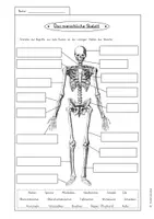 Vorschau - Unterrichtsreihen - Menschliches Skelett – Unterrichtseinheit & Arbeitsblätter | Sachunterricht Klasse 3–4 - Seite 3