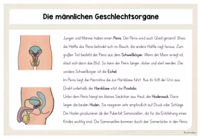 Vorschau - Arbeitsblätter - Sexualerziehung - 10. Männliche Geschlechtsorgane - Seite 3