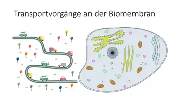 Vorschau - Präsentationen/Tafelbilder - Biomembran und Transportvorgänge MissElsi - Seite 1