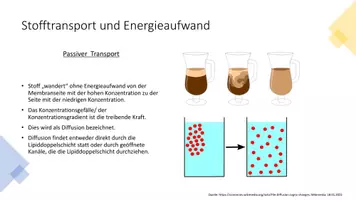 Vorschau - Präsentationen/Tafelbilder - Biomembran und Transportvorgänge MissElsi - Seite 3