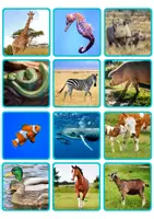Aperçu - Jeux - Classification des animaux dans leurs habitats avec de vraies photos en ESPAGNOL - Clasificación Animales en sus Hábitats con Fotos Reales - Page 3
