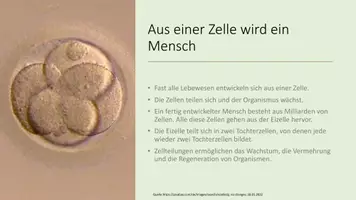 Vorschau - Präsentationen/Tafelbilder - Zellzyklus und Mitose - Seite 2